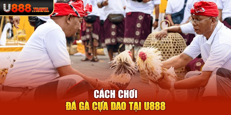 Cách chơi đá gà cựa dao tại U888