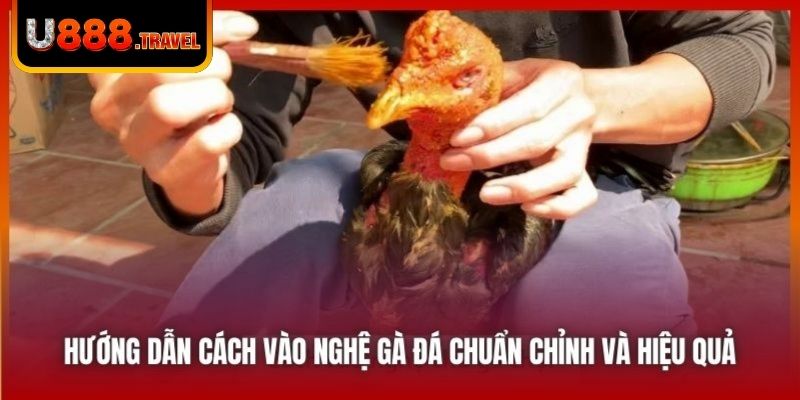 Hướng Dẫn Cách Vào Nghệ Gà Đá Chuẩn Chỉnh Và Hiệu Quả