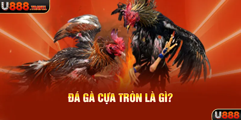 Đá gà cựa tròn là gì?