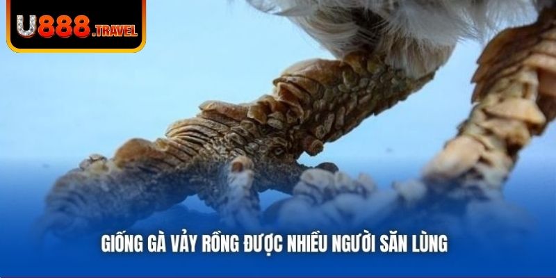 Giống gà vảy rồng được nhiều người săn lùng