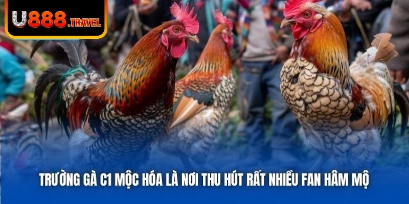 Trường gà C1 Mộc Hóa là nơi thu hút rất nhiều fan hâm mộ