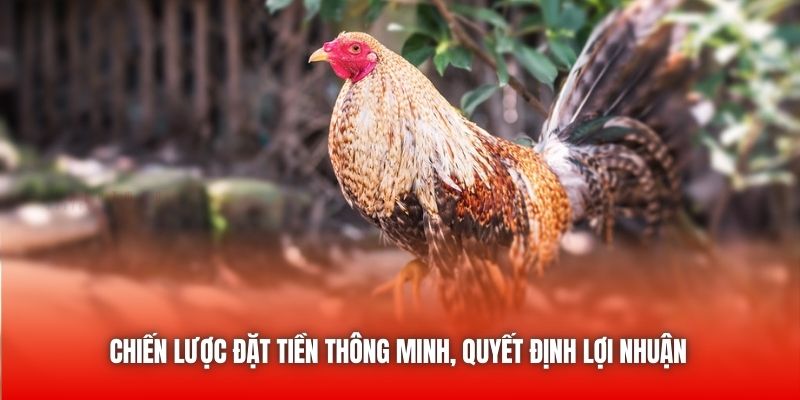 Chiến lược đặt tiền thông minh, quyết định lợi nhuận