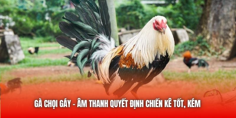 Gà chọi gáy - Âm thanh quyết định chiến kê tốt, kém