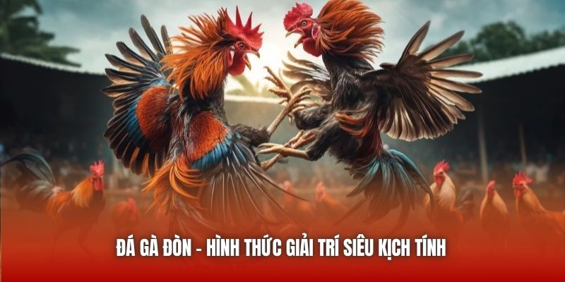 Đá gà đòn - Hình thức giải trí siêu kịch tính