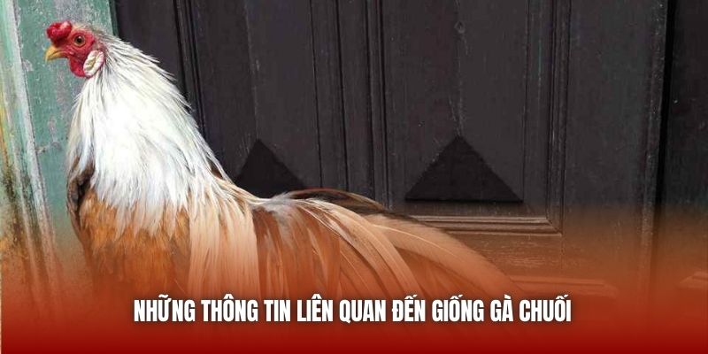 Những thông tin liên quan đến giống gà chuối